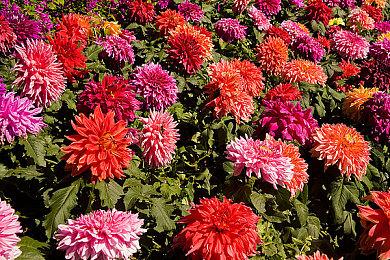 Switch2“钥匙卡”争议升级 任天堂问卷关停引猜测