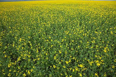 《艾尔登法环：黑夜君临》双人模式将于7月30日上线